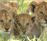 Kruger Lions Kruger Lions